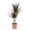 Dracaena Magenta - Drakenbloedboom - Weinig onderhoud - Groen