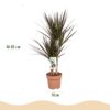 Dracaena Magenta - Drakenbloedboom - Weinig onderhoud - Groen