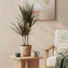 Dracaena Magenta - Drakenbloedboom - Weinig onderhoud - Groen