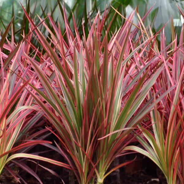 Dracaena Magenta - Drakenbloedboom - Weinig onderhoud - Groen