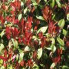 Photinia fraseri Carre Rouge - Terras Plant - Bladhoudend - Winterhard - Groen-Rood Blad