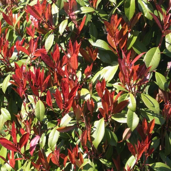 thumbnail_6000-203.jpg Photinia fraseri Carre Rouge - Terras Plant - Bladhoudend - Winterhard - Groen-Rood Blad