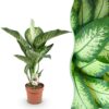 Diefenbachia Tropic Snow - Dieffenbachia - Weinig onderhoud - Groen