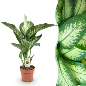 thumbnail_6000-2031.jpg Green is... Diefenbachia Tropic Snow - Dieffenbachia - Weinig onderhoud - Groen
