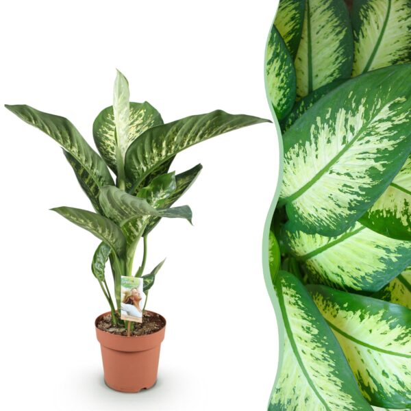 Diefenbachia Tropic Snow - Dieffenbachia - Weinig onderhoud - Groen