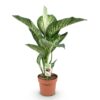 Diefenbachia Tropic Snow - Dieffenbachia - Weinig onderhoud - Groen