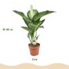 Diefenbachia Tropic Snow - Dieffenbachia - Weinig onderhoud - Groen