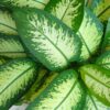 Diefenbachia Tropic Snow - Dieffenbachia - Weinig onderhoud - Groen