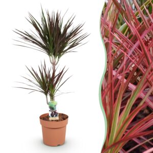 thumbnail_6000-2042.jpg Green is... Dracaena Magenta - Drakenbloedboom - Weinig onderhoud - Groen
