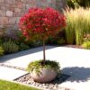Photinia fraseri Carre Rouge - Terras Plant - Bladhoudend - Winterhard - Groen-Rood Blad