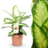 Green is... Diefenbachia Camilla - Dieffenbachia - Weinig onderhoud - Groen