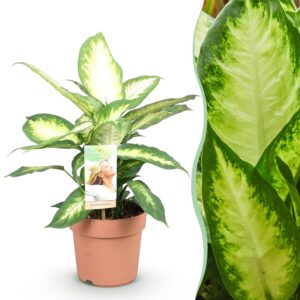 thumbnail_6000-2053.jpg Green is... Diefenbachia Camilla - Dieffenbachia - Weinig onderhoud - Groen