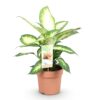 Green is... Diefenbachia Camilla - Dieffenbachia - Weinig onderhoud - Groen