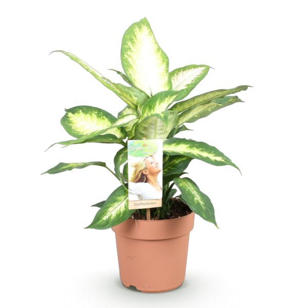 thumbnail_6000-2054.jpg Green is... Diefenbachia Camilla - Dieffenbachia - Weinig onderhoud - Groen