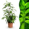 Dracaena surculosa - Drakenbloedboom - Weinig onderhoud - Groen