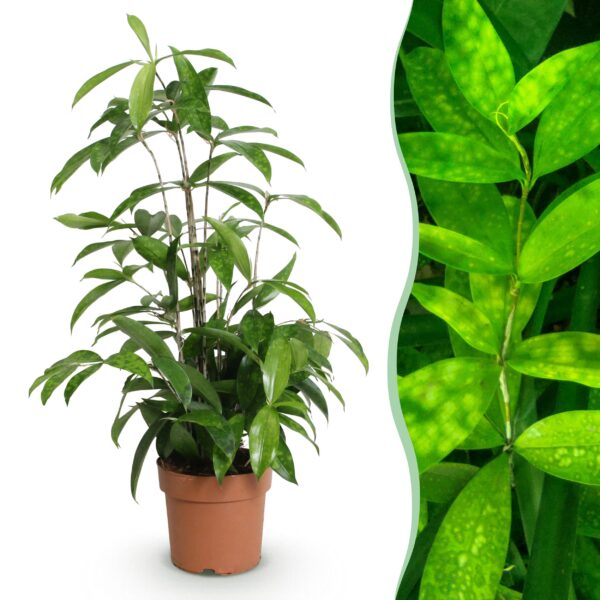 Dracaena surculosa - Drakenbloedboom - Weinig onderhoud - Groen