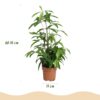 Dracaena surculosa - Drakenbloedboom - Weinig onderhoud - Groen