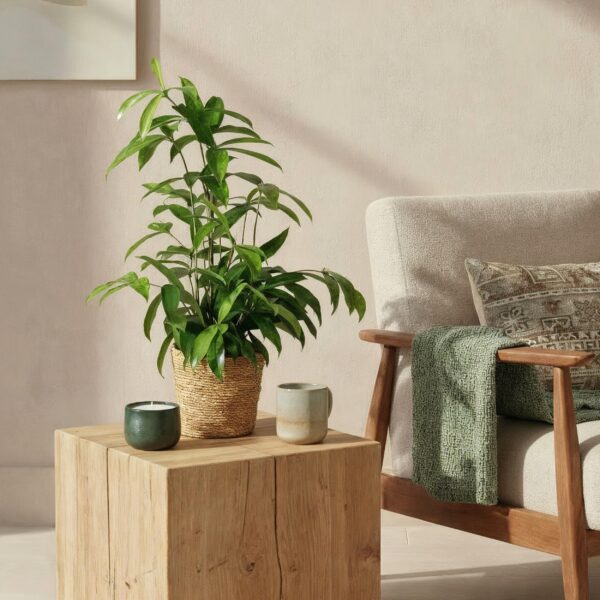 Dracaena surculosa - Drakenbloedboom - Weinig onderhoud - Groen