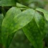 Dracaena surculosa - Drakenbloedboom - Weinig onderhoud - Groen