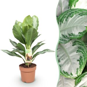 thumbnail_6000-2075.jpg Green is... Aglaonema Silver Bay - Zilverblad - Weinig onderhoud - Groen