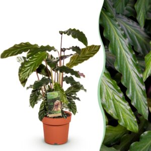 thumbnail_6000-2086.jpg Green is... Calathea Rufibarba - Pauwen plant - Weinig onderhoud - Groen