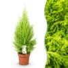Cupressus Gold Crest Wilma - Kamer conifeer - Weinig onderhoud - Groen