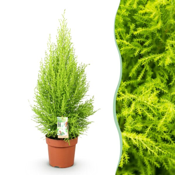 Cupressus Gold Crest Wilma - Kamer conifeer - Weinig onderhoud - Groen
