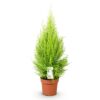 Cupressus Gold Crest Wilma - Kamer conifeer - Weinig onderhoud - Groen
