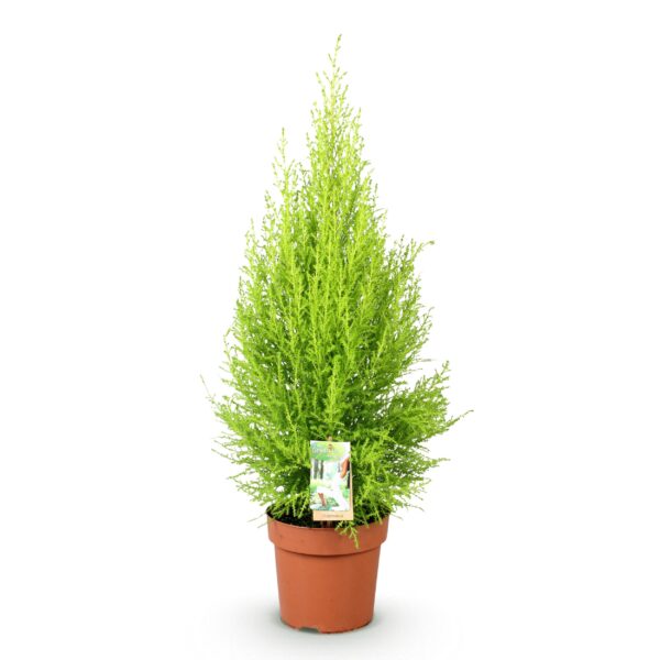 Cupressus Gold Crest Wilma - Kamer conifeer - Weinig onderhoud - Groen