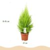 Cupressus Gold Crest Wilma - Kamer conifeer - Weinig onderhoud - Groen