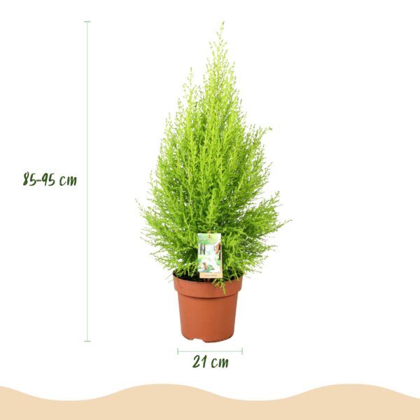 Cupressus Gold Crest Wilma - Kamer conifeer - Weinig onderhoud - Groen