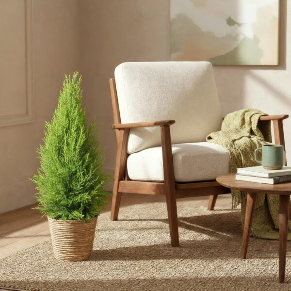 Cupressus Gold Crest Wilma - Kamer conifeer - Weinig onderhoud - Groen