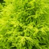 Cupressus Gold Crest Wilma - Kamer conifeer - Weinig onderhoud - Groen