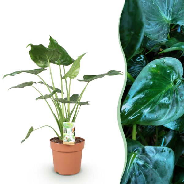 Alocasia Cucullata - Boeddha,s hand - Weinig onderhoud - Groen