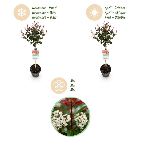 thumbnail_6000-212.jpg Photinia fraseri Carre Rouge - Terras Plant - Bladhoudend - Winterhard - Groen-Rood Blad