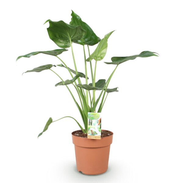 Alocasia Cucullata - Boeddha,s hand - Weinig onderhoud - Groen