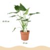 Alocasia Cucullata - Boeddha,s hand - Weinig onderhoud - Groen