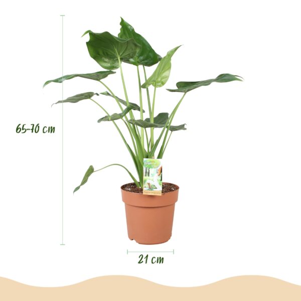 Alocasia Cucullata - Boeddha,s hand - Weinig onderhoud - Groen