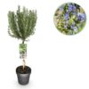 Rosmarinus officinalis - Terras Plant - Bladhoudend - Winterhard - Paarse Bloem