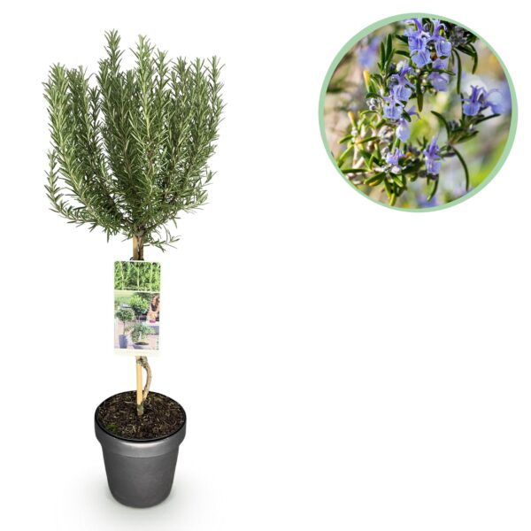 Rosmarinus officinalis - Terras Plant - Bladhoudend - Winterhard - Paarse Bloem