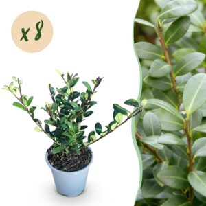 Ilex crenata Caroline Upright - Blad Groen - 8 Planten - 1 Strekkende Meter - Groenblijvend