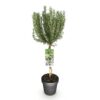 Rosmarinus officinalis - Terras Plant - Bladhoudend - Winterhard - Paarse Bloem