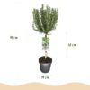 Rosmarinus officinalis - Terras Plant - Bladhoudend - Winterhard - Paarse Bloem