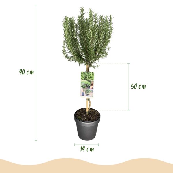 Rosmarinus officinalis - Terras Plant - Bladhoudend - Winterhard - Paarse Bloem