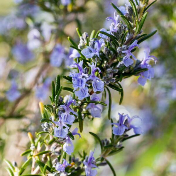 Rosmarinus officinalis - Terras Plant - Bladhoudend - Winterhard - Paarse Bloem