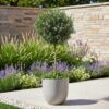 Rosmarinus officinalis - Terras Plant - Bladhoudend - Winterhard - Paarse Bloem