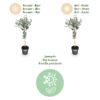 Plant op Stam- Eucalyptus gunni Azure - Terras Plant - Bladhoudend - Winterhard- Grijs Blad