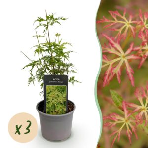 Acer palmatum Seiryu - Groen 3 Planten - Bladverliezend - Weinig Onderhoud