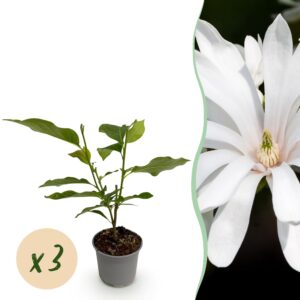 Magnolia stellata Royal Star - Bloem Wit - 3 Planten - Bladverliezend - Weinig Onderhoud