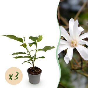 thumbnail_6000-2238.jpg Magnolia stellata - Bloem Wit - 3 Planten - Bladverliezend - Weinig Onderhoud